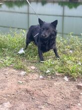 SMOLO, Hund, Mischlingshund in Russische Föderation - Bild 22