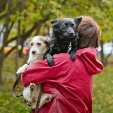 SMOLO, Hund, Mischlingshund in Russische Föderation - Bild 3