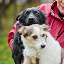 SMOLO, Hund, Mischlingshund in Russische Föderation - Bild 4