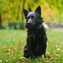 SMOLO, Hund, Mischlingshund in Russische Föderation - Bild 6