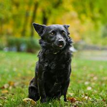 SMOLO, Hund, Mischlingshund in Russische Föderation - Bild 7