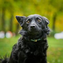 SMOLO, Hund, Mischlingshund in Russische Föderation - Bild 8