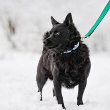 SMOLO, Hund, Mischlingshund in Russische Föderation - Bild 9