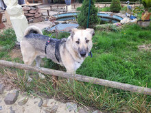 LASAR, Hund, Mischlingshund in Bulgarien - Bild 1