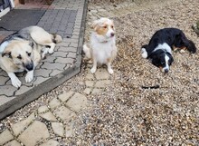 LASAR, Hund, Mischlingshund in Bulgarien - Bild 3