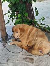 KANELOS, Hund, Mischlingshund in Griechenland - Bild 1