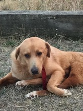 KANELOS, Hund, Mischlingshund in Griechenland - Bild 12