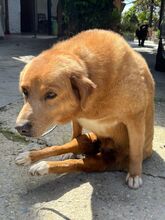 KANELOS, Hund, Mischlingshund in Griechenland - Bild 13