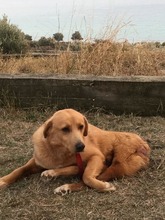 KANELOS, Hund, Mischlingshund in Griechenland - Bild 15
