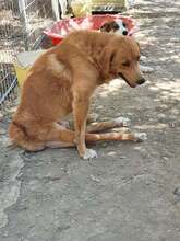 KANELOS, Hund, Mischlingshund in Griechenland - Bild 16