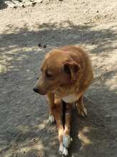 KANELOS, Hund, Mischlingshund in Griechenland - Bild 17