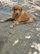 KANELOS, Hund, Mischlingshund in Griechenland - Bild 19