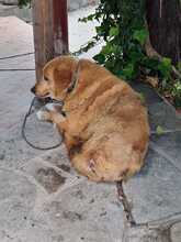 KANELOS, Hund, Mischlingshund in Griechenland - Bild 3