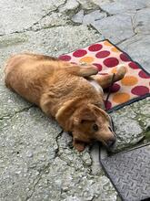 KANELOS, Hund, Mischlingshund in Griechenland - Bild 4