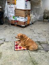 KANELOS, Hund, Mischlingshund in Griechenland - Bild 5