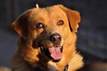 KANELOS, Hund, Mischlingshund in Griechenland - Bild 7