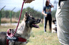 SILVER, Hund, Mischlingshund in Bulgarien - Bild 2