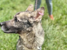 SILVER, Hund, Mischlingshund in Bulgarien - Bild 3