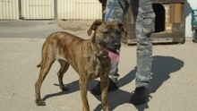 NASTY, Hund, Mischlingshund in Ungarn - Bild 1