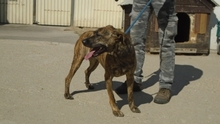 NASTY, Hund, Mischlingshund in Ungarn - Bild 3