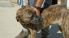 NASTY, Hund, Mischlingshund in Ungarn - Bild 5