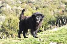 HOPE, Hund, Mischlingshund in Griechenland - Bild 1
