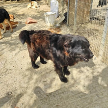 HOPE, Hund, Mischlingshund in Griechenland - Bild 13