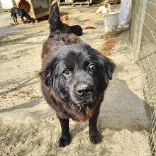 HOPE, Hund, Mischlingshund in Griechenland - Bild 14