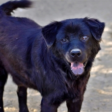 HOPE, Hund, Mischlingshund in Griechenland - Bild 15