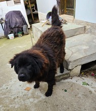 HOPE, Hund, Mischlingshund in Griechenland - Bild 3