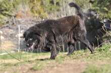 HOPE, Hund, Mischlingshund in Griechenland - Bild 4