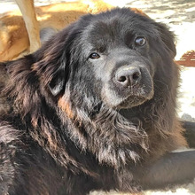 HOPE, Hund, Mischlingshund in Griechenland - Bild 6