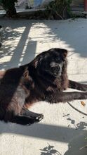 HOPE, Hund, Mischlingshund in Griechenland - Bild 9