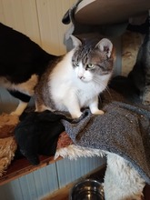 VALERY, Katze, Hauskatze in Rumänien - Bild 1