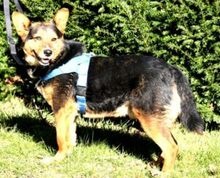 CARLOS, Hund, Mischlingshund in Rumänien - Bild 3