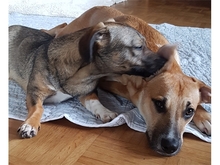 LIV, Hund, Mischlingshund in Ammersbek - Bild 1