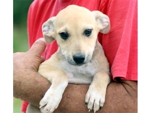 LIVA, Hund, Mischlingshund in Rumänien - Bild 2