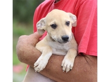 LIVA, Hund, Mischlingshund in Rumänien - Bild 3