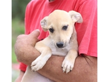 LIVA, Hund, Mischlingshund in Rumänien - Bild 4