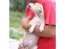 LIVA, Hund, Mischlingshund in Rumänien - Bild 5