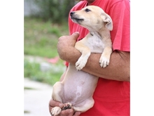 LIVA, Hund, Mischlingshund in Rumänien - Bild 6