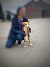 GRACE, Hund, Podenco in Kiel - Bild 2