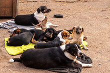 AIR, Hund, Mischlingshund in Bulgarien - Bild 10