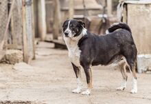 AIR, Hund, Mischlingshund in Bulgarien - Bild 2