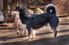 KATRANCHO, Hund, Mischlingshund in Bulgarien - Bild 10