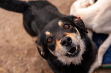 KATRANCHO, Hund, Mischlingshund in Bulgarien - Bild 6
