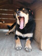 KATRANCHO, Hund, Mischlingshund in Bulgarien - Bild 7