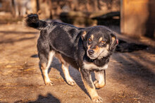 KATRANCHO, Hund, Mischlingshund in Bulgarien - Bild 8