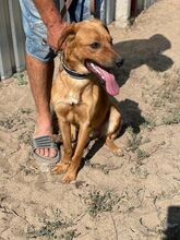 MONTU, Hund, Mischlingshund in Ungarn - Bild 3