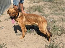 MONTU, Hund, Mischlingshund in Ungarn - Bild 4